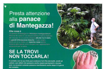Avviso ATS Pavia per specie erbacea aliena invasiva